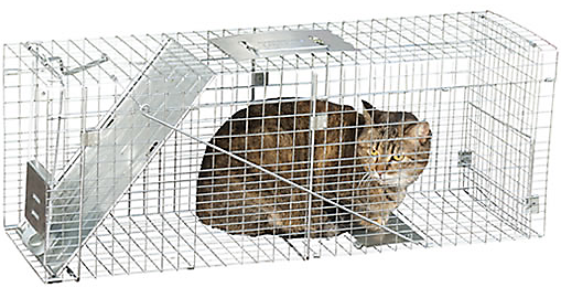 Trapping cats humanely carefirst eap